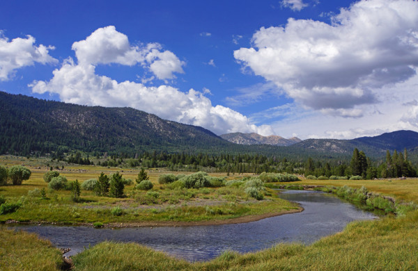 High Sierra Meadow