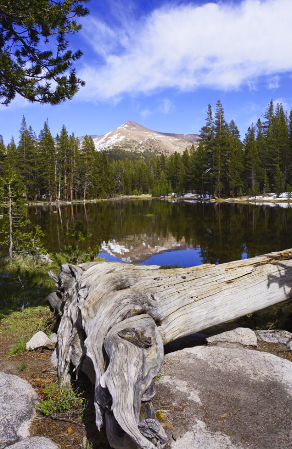 Sierra Pond Reflections