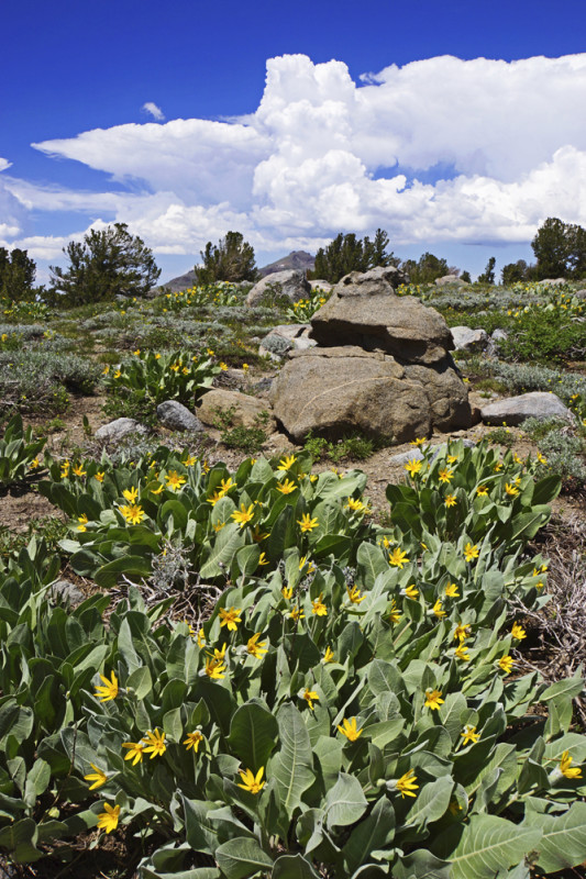 Sierra Springtime Mule Ears