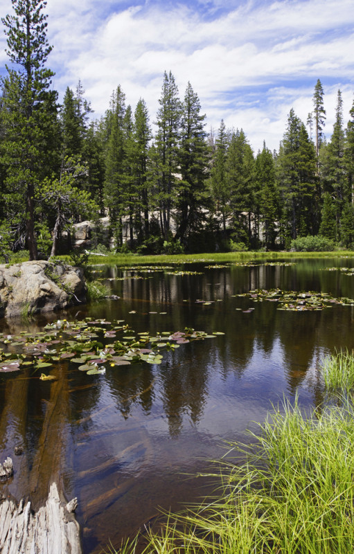 Sierra Water Lilies