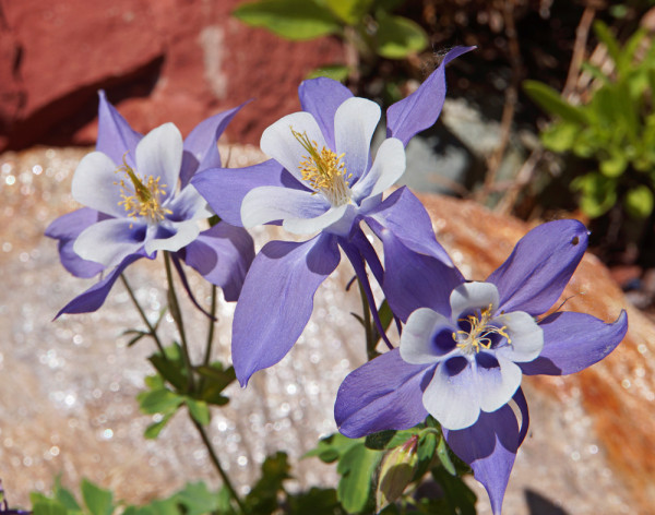 Spring Columbine