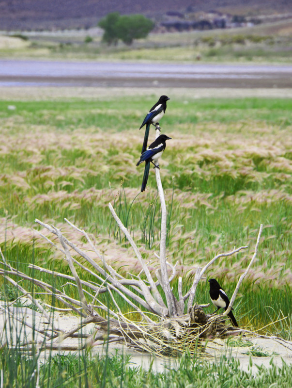 Washoe Lake Residents