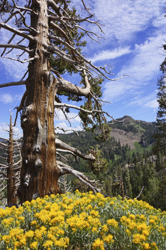 Weathered Pine