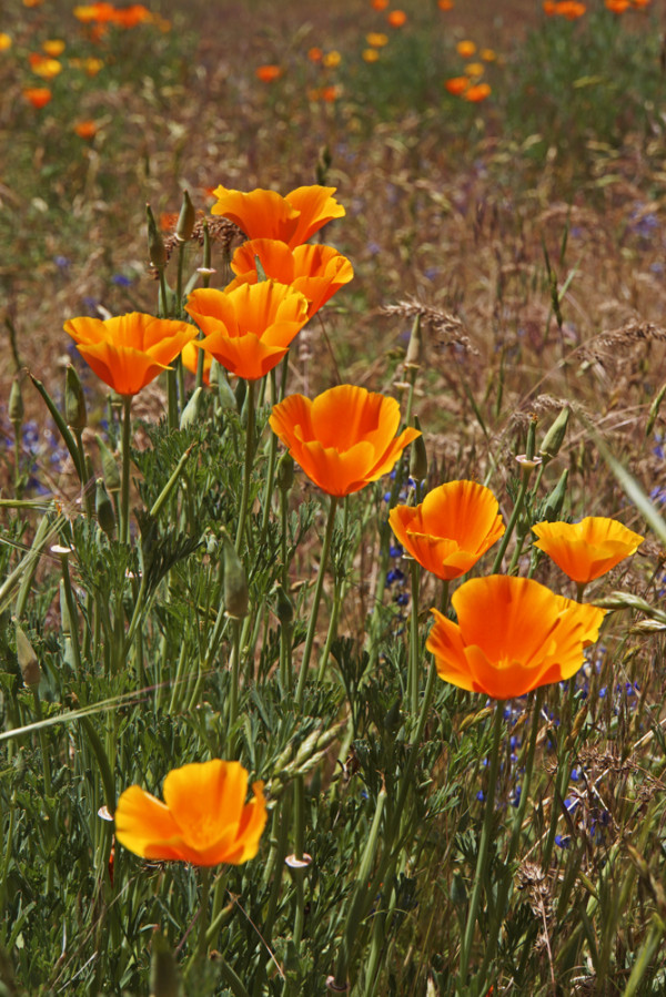 Yosemite Poppies