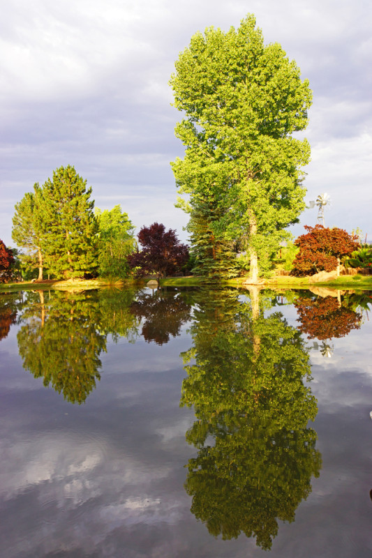 Pond Reflections