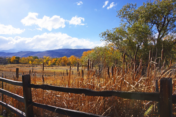 Autumn Cattails II