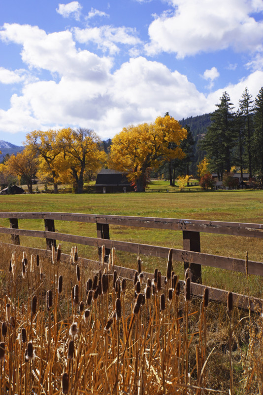 Autumn Cattails