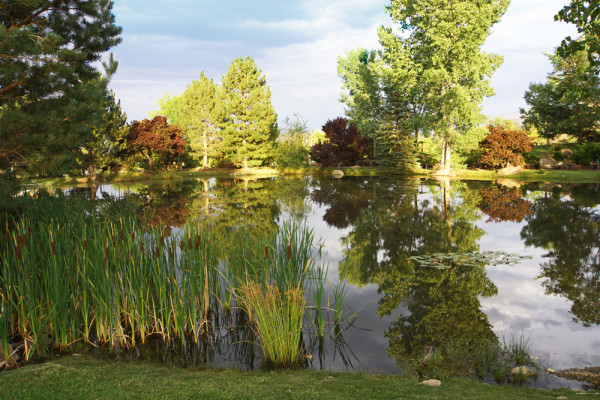 Pond Reflections III