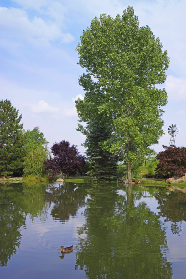 Pond Reflections IV