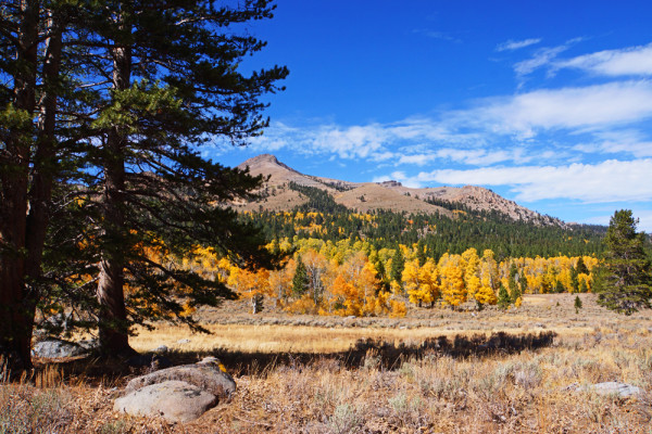 Sierra Aspens