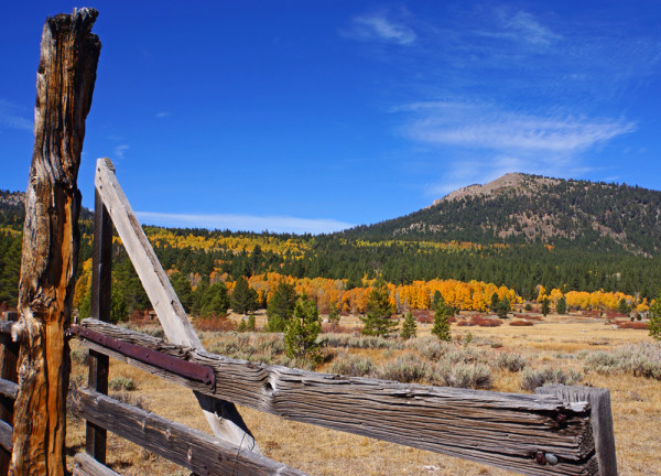 Sierra Autumn Pasture