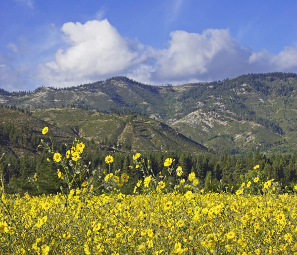 Springtime Glory