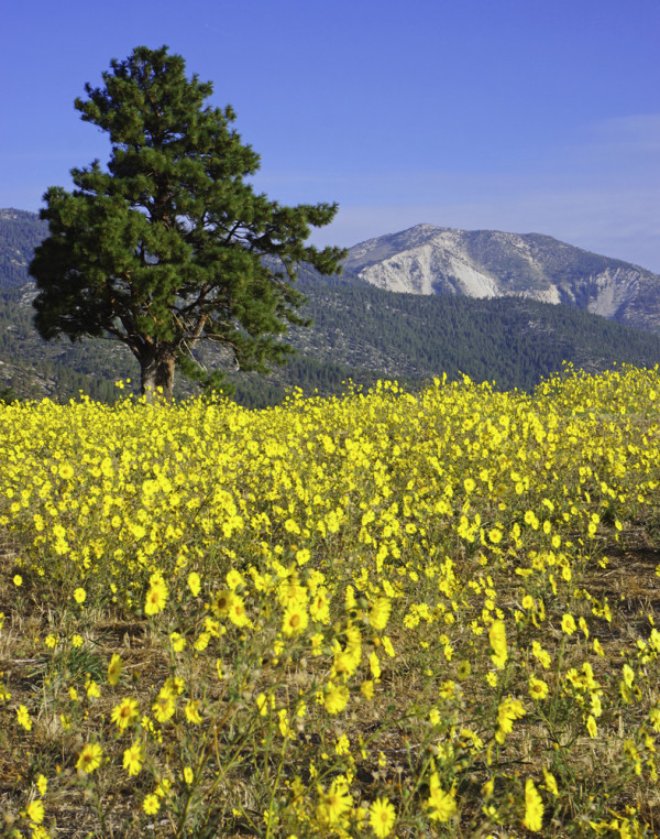 Springtime Glory