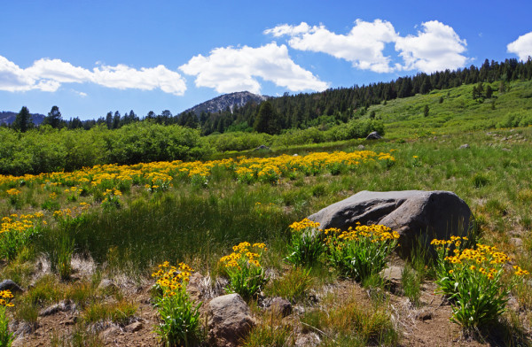 Springtime Meadow II