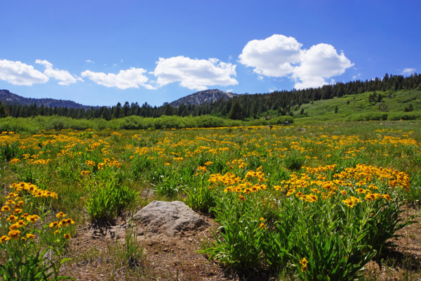Springtime Meadow