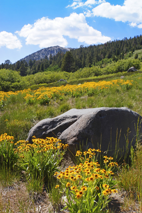 Tahoe Wild Flowers