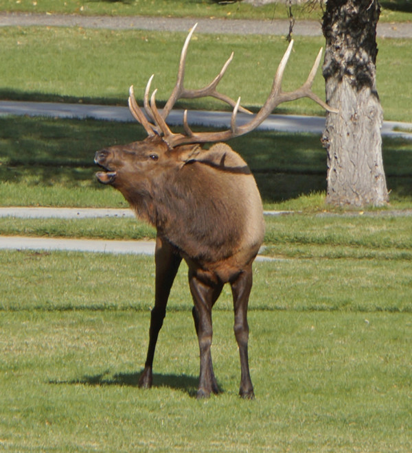 An Elk's Call