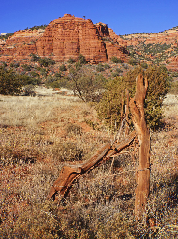 Acient Fence Posts