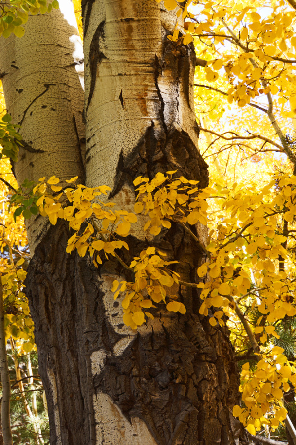 Aspen Splendor - 2