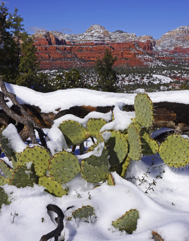 Sedona's Winter Vista