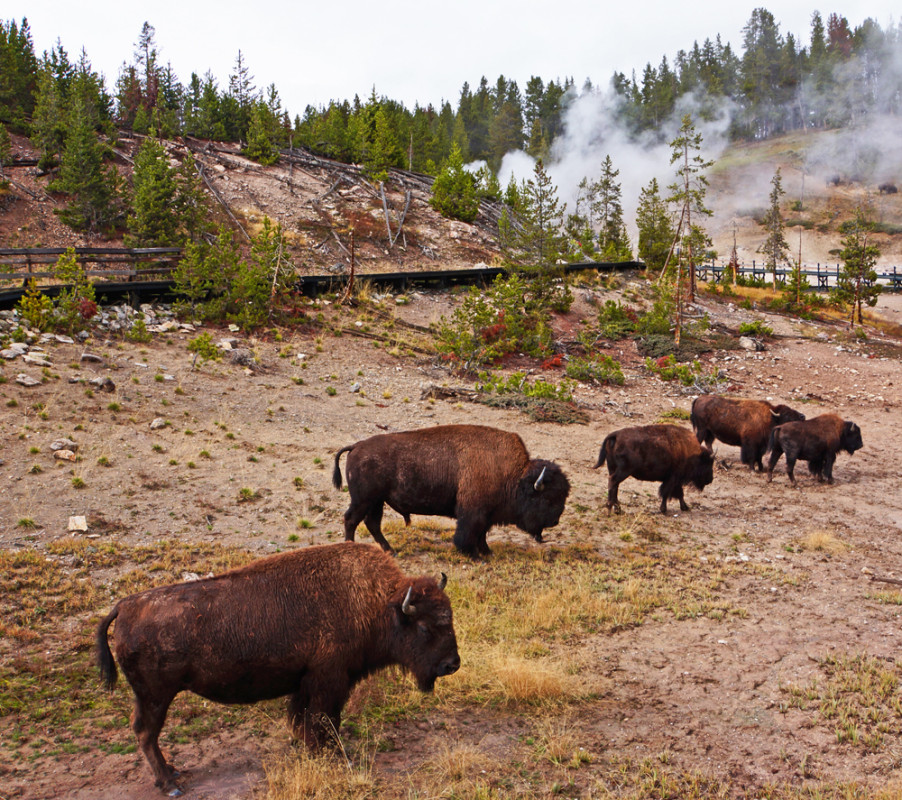 Yellowstone Bison