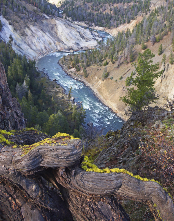 Yellowstone River Rapids
