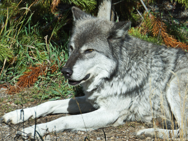 Yellowstone Wolf II