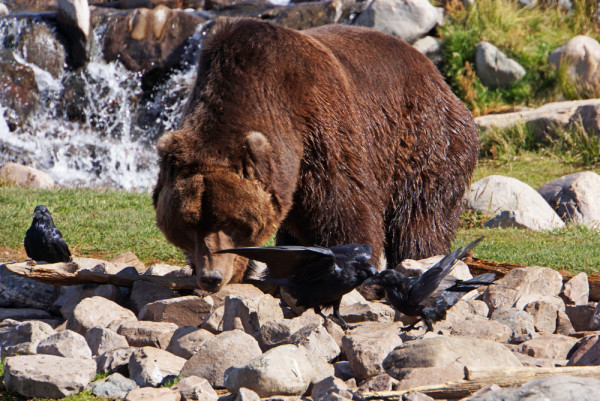 Yellowstone Grizzly Bear and Friends