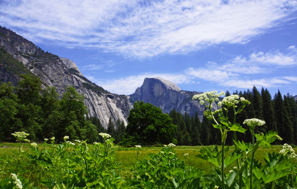 Springtime Meadow (e)