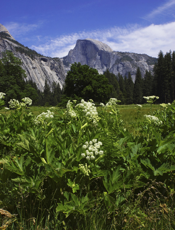 Yosemite Springtime Meadow