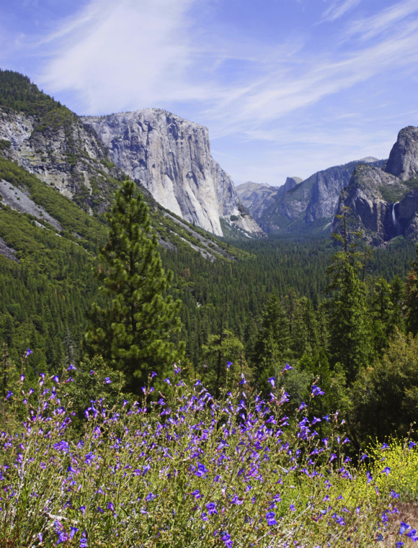 Yosemite Wild Flowers