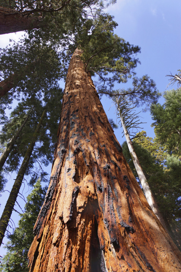 Yosemite's Giant Sequoia