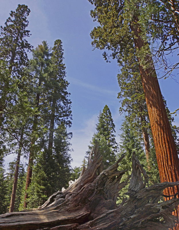 Yosemite's Mariposa Grove (e)