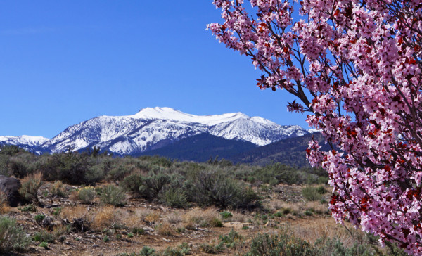 Mount Rose Spring Vista