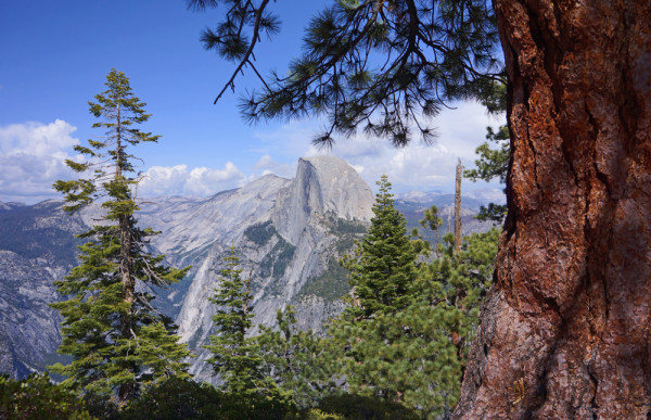 A Pine Tree's View