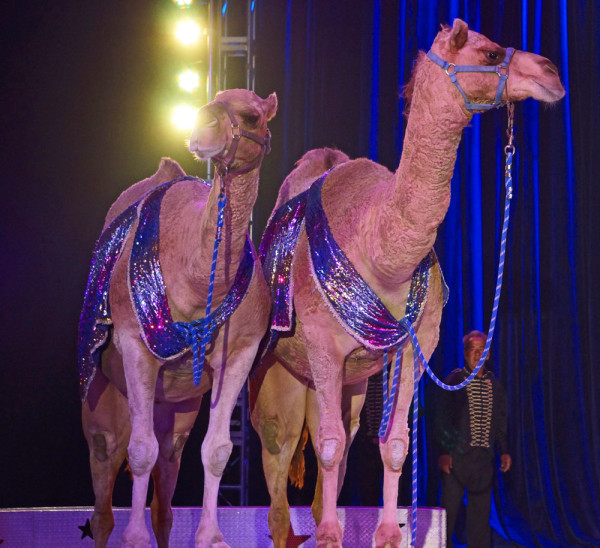 Circus Camels