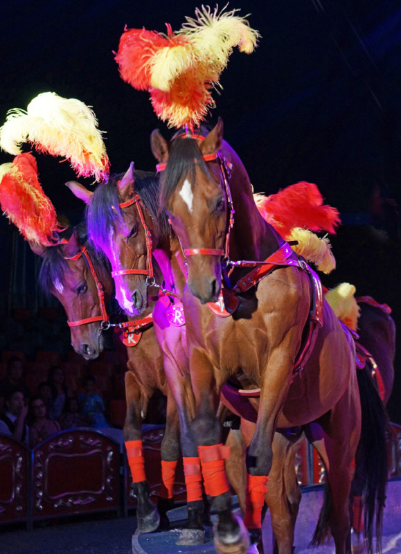 Circus Horses