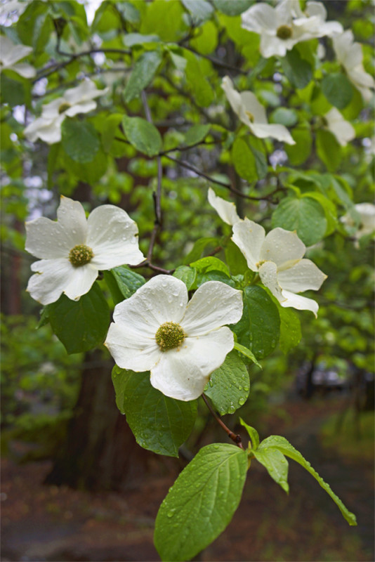 Dogwood Raindrops