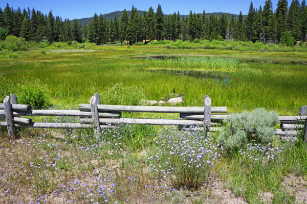 Peaceful Tahoe Meadow