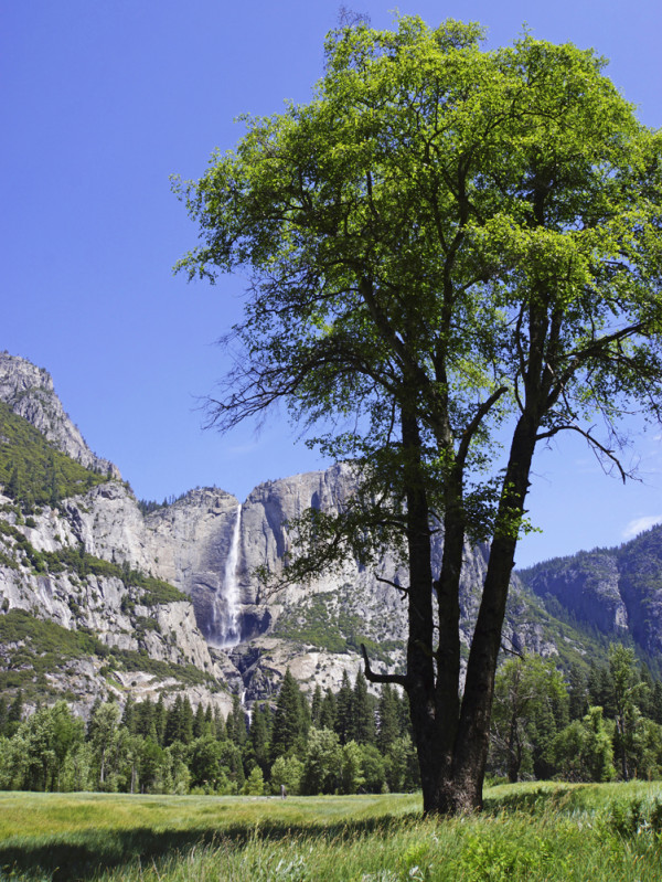 Springtime in Yosemite
