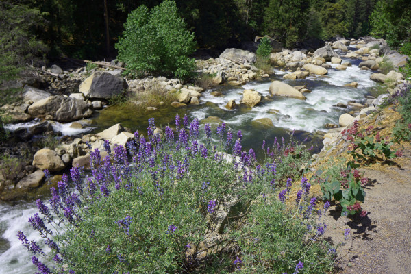 Springtime on the Merced River II