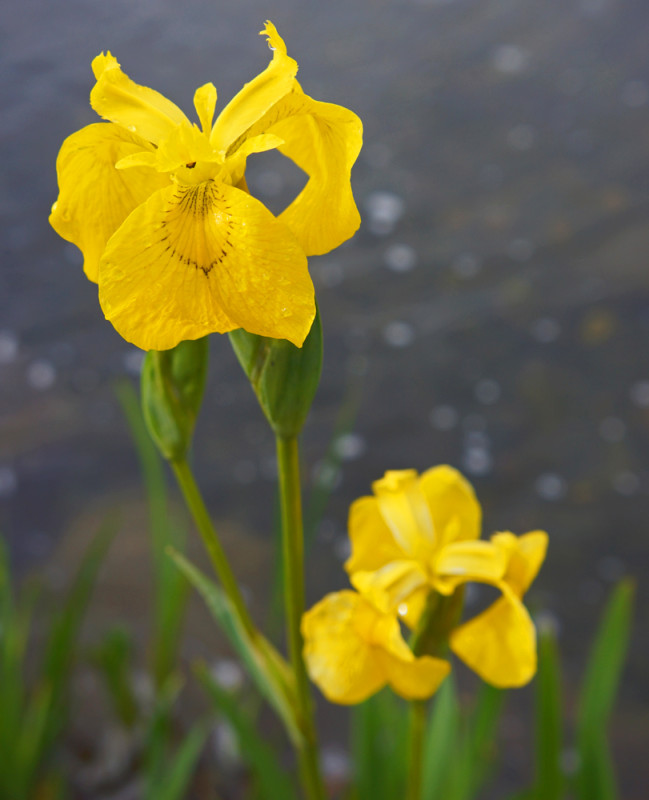 Water Iris