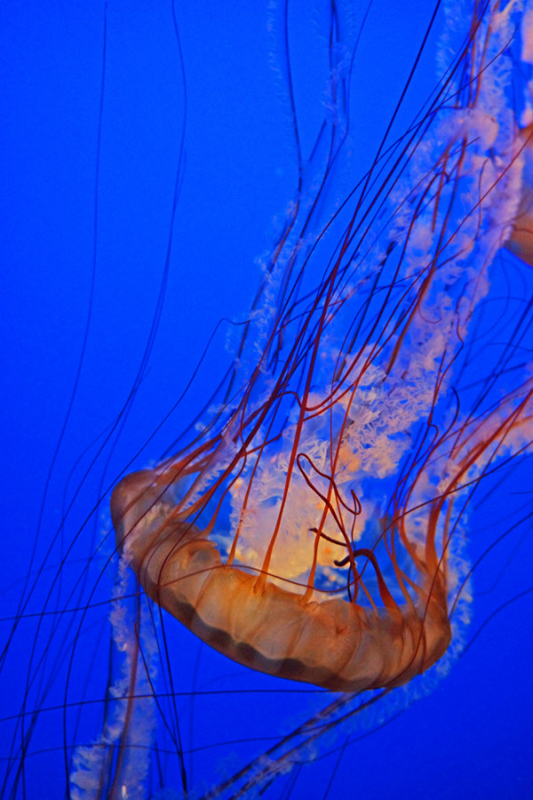 A Jellyfish's Inner Light
