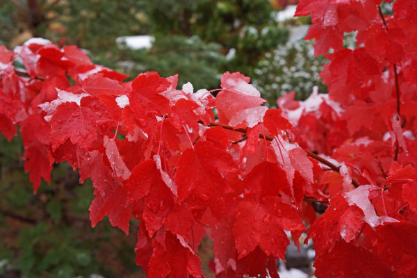 Autumn Snowstorm