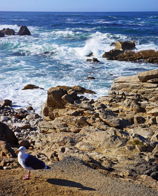 Lone Seagull at Pebble Beach