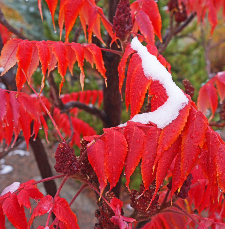 The First Snow