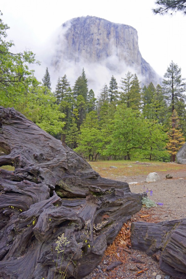 A Rainy Day in Yosemite