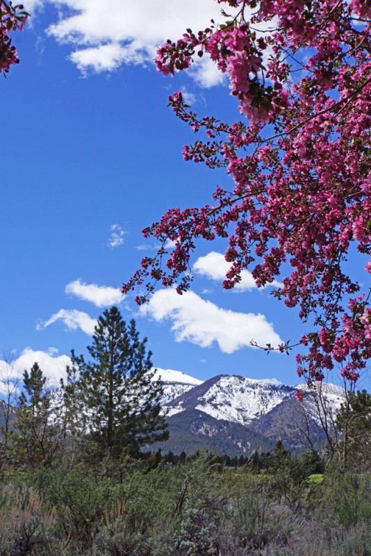 Springtime in the Sierras II