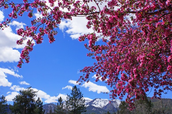 Springtime in the Sierras