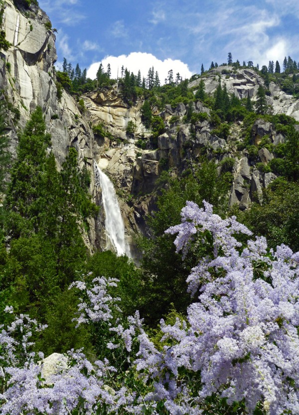 Yosemite Lilacs